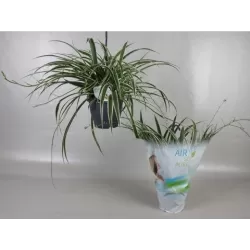 Chlorofitas - Chlorophytum Comosum VITTATUM AIR SO PURE
