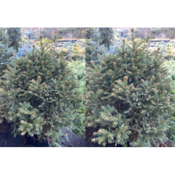 Paprastoji eglė - Picea abies BARRYI