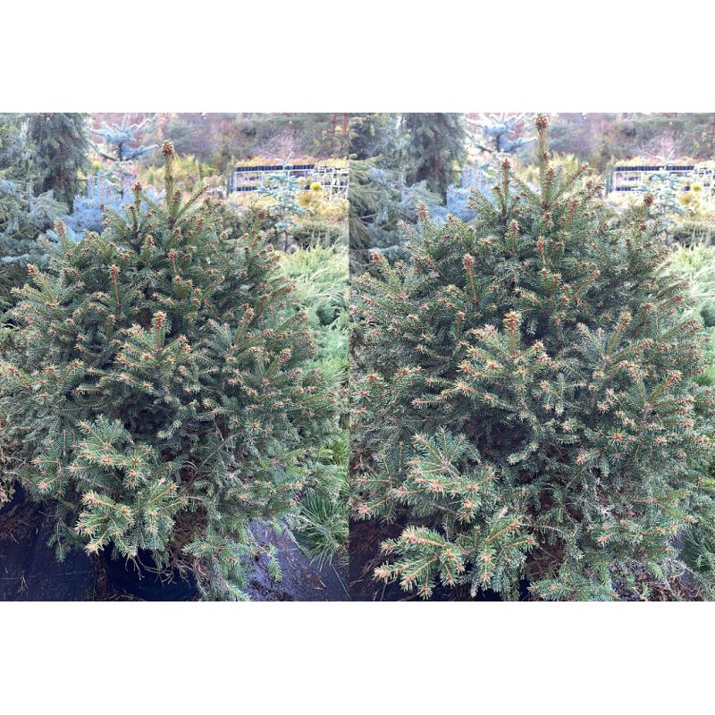 Paprastoji eglė - Picea abies BARRYI