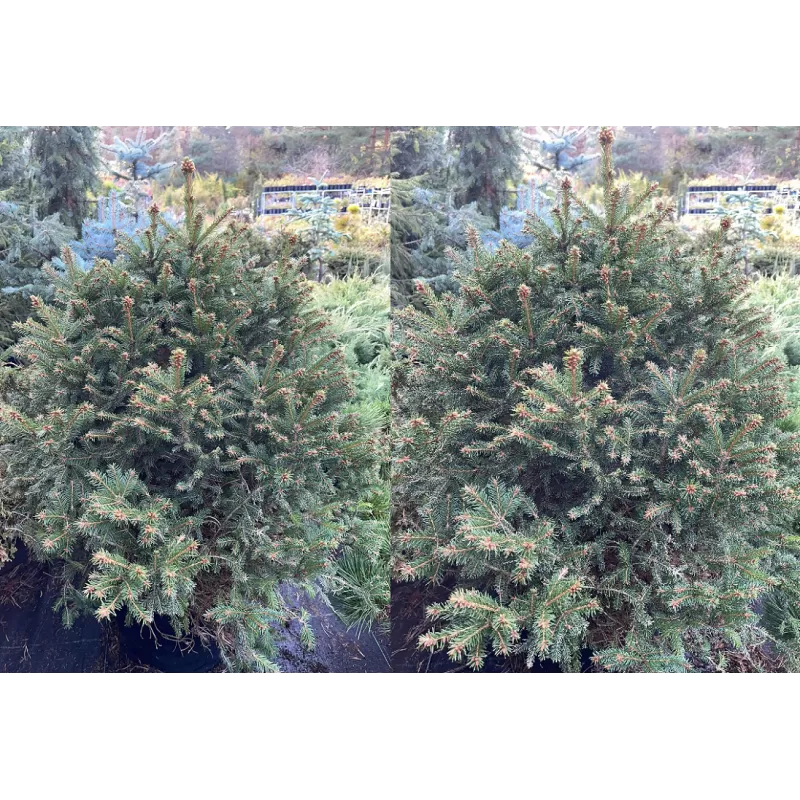 Picea abies Barryi