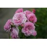 Rožė - Rosa FLORENCE DELATTRE