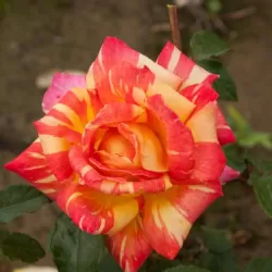 Rožė - Rosa CARIBIA UŽSAKYMAS 2026 METAMS