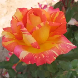 Rožė - Rosa CARIBIA UŽSAKYMAS 2026 METAMS