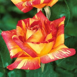 Rožė - Rosa CARIBIA UŽSAKYMAS 2026 METAMS