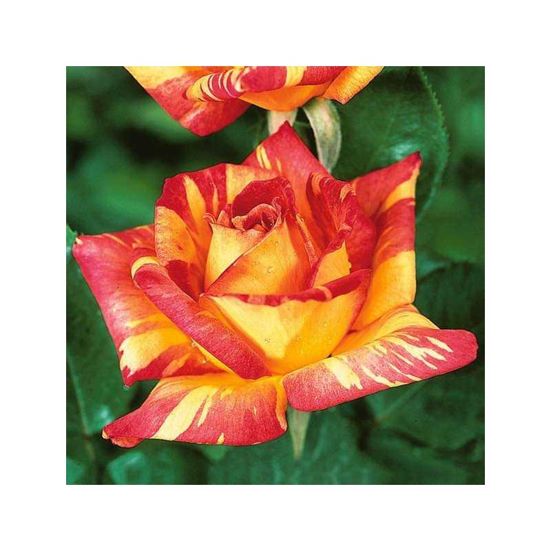 Rožė - Rosa CARIBIA