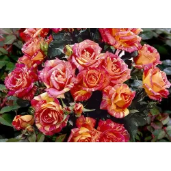 Rožė - Rosa CARIBIA UŽSAKYMAS 2026 METAMS