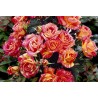 Rožė - Rosa CARIBIA