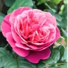 Rožė - Rosa LINE RENAUD