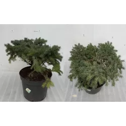 Garden plants/Trees/Flowers/ web-shop