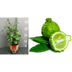 Thai lime - Citrus hystrix