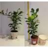 Thai lime - Citrus hystrix