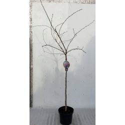 Rausvoji vyšnia (sakura) - Prunus subhirtella ACCOLADE