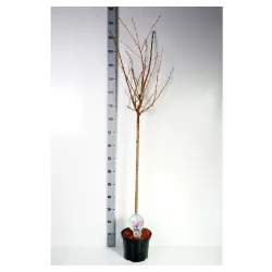 Sakura trees with home delivery