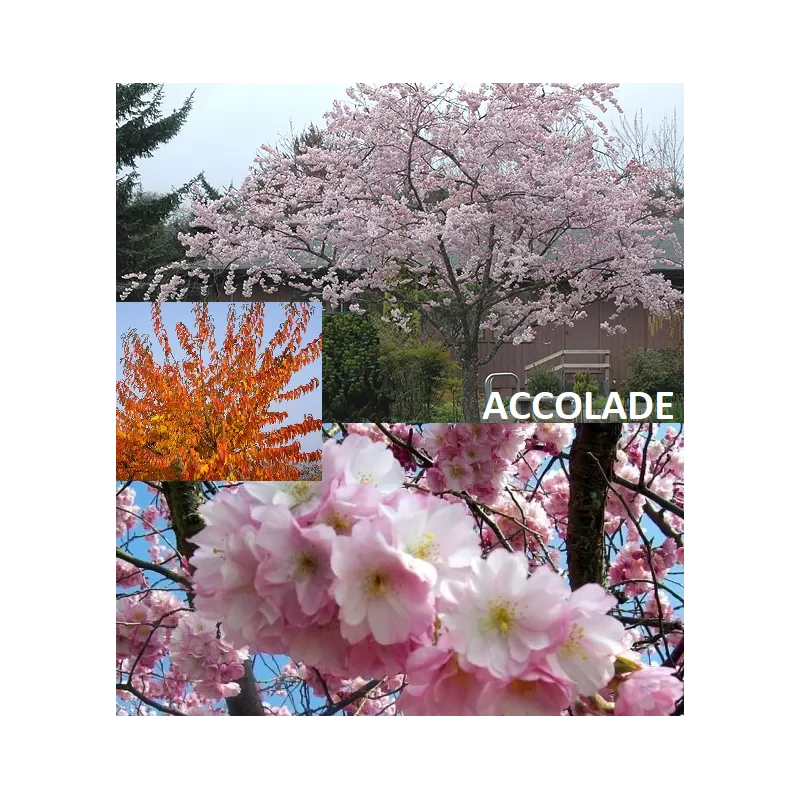 Sakura trees with home delivery