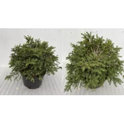 Garden plants/Trees/Flowers/ web-shop