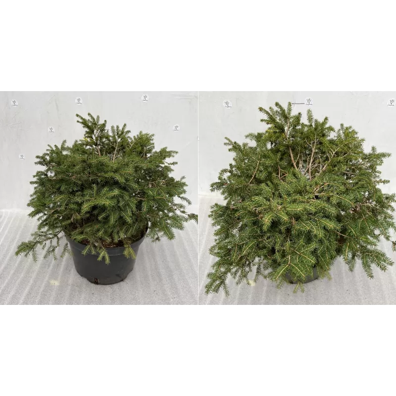 Paprastoji eglė - Picea abies NIDIFORMIS