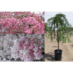 Rausvoji vyšnia (sakura) - Prunus subhirtella PENDULA PLENA...
