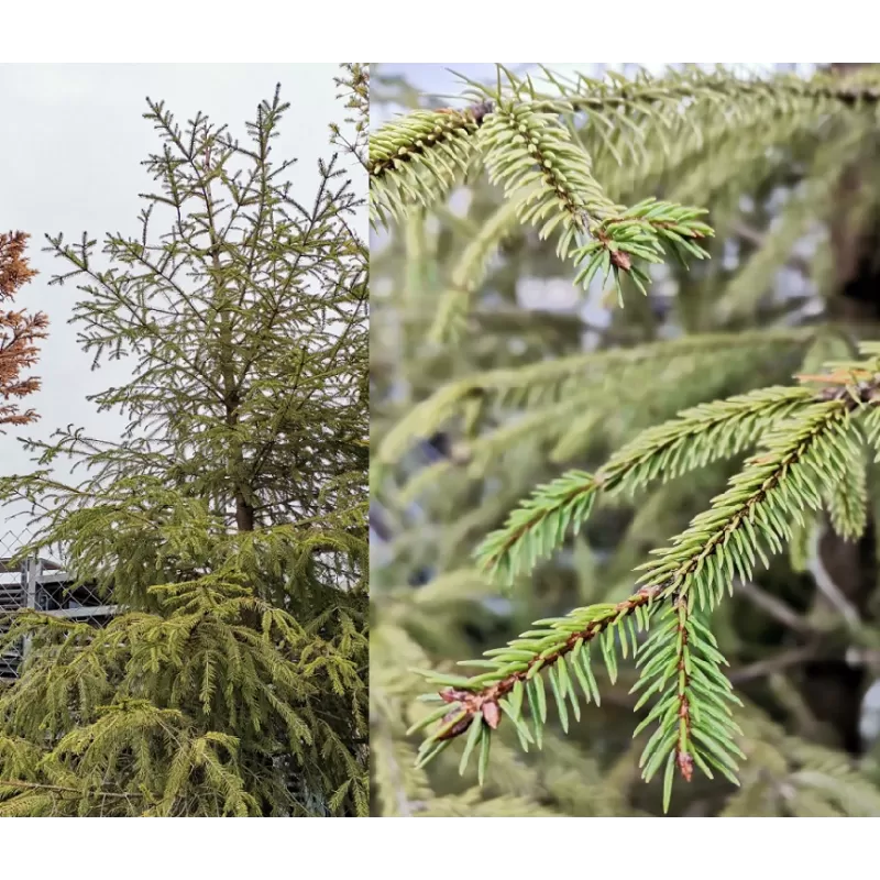 Paprastoji eglė - Picea abies ALBOSPICATA