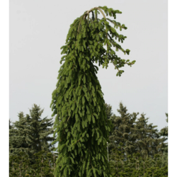 Paprastoji eglė - Picea abies FROHBURG