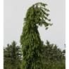 copy of Paprastoji eglė FROHBURG - Picea abies Frohburg C10 80-120CM