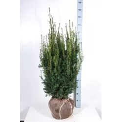 Tarpinis kukmedis - Taxus media HICKSII
