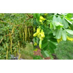 Paprastoji karagana (geltonasis žirnmedis)  -  Caragana arborescens PENDULA