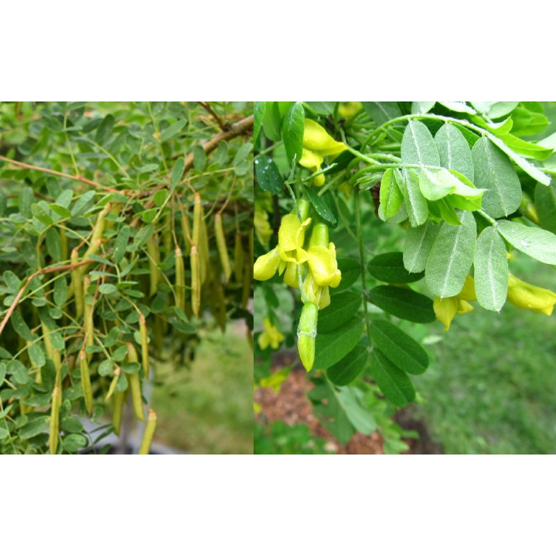 Paprastoji karagana (geltonasis žirnmedis)  -  Caragana arborescens PENDULA