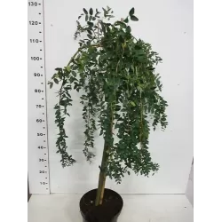 Paprastoji karagana (geltonasis žirnmedis) - Caragana arborescens PENDULA