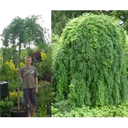 Medžiai ir krūmai internetu su pristatymu į namus visoje Lietuvoje