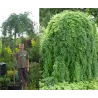 Paprastoji karagana (geltonasis žirnmedis) - Caragana arborescens PENDULA