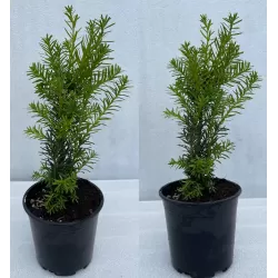 Taxus media HICKSII