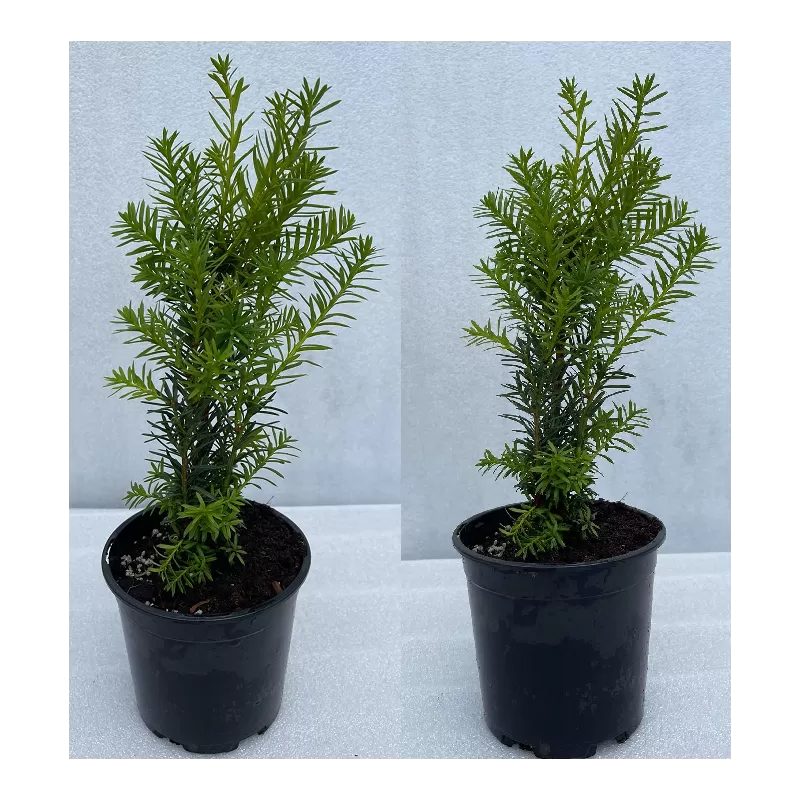 Taxus media HICKSII