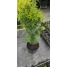Tarpinis kukmedis - Taxus media HICKSII
