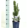 Taxus media HICKSII