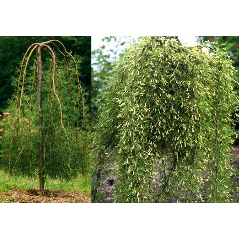 Caragana arborescens 'Walker' Caragana arborescens 'Walker'