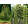Paprastoji karagana (geltonasis žirnmedis) - Caragana arborescens WALKER