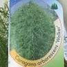 Caragana arborescens 'Walker'
