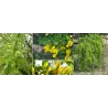 Caragana arborescens 'Walker'