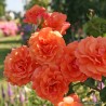 Rožė - Rosa LAMBADA (Kordaba) Kordes® Hedge Charmers  C4