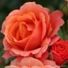 Rožė - Rosa LAMBADA ®