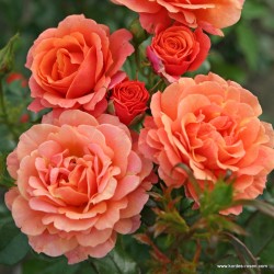 Rožė - Rosa LAMBADA (Kordaba) Kordes® Hedge Charmers  C4