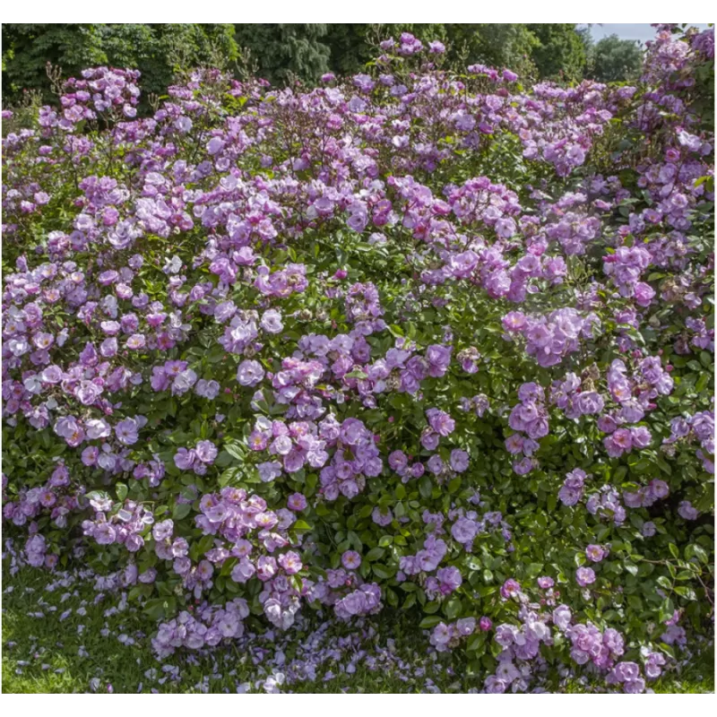 Rožių sodinukai internetu su pristatymu į namus