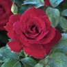 Rožė - Rosa LE ROUGE ET LE NOIR ®
