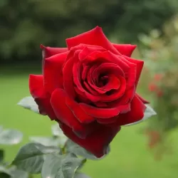 Užsisakyk augalus pavasariui jau dabar