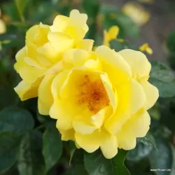 Rožė - Rosa LEMON FIZZ ®