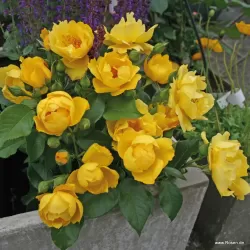 Rožė - Rosa LEMON FIZZ ®