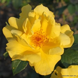 Rožė - Rosa LEMON FIZZ ®