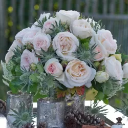 Rožė - Rosa MADAME ANISETTE ®