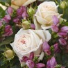 Rožė - Rosa MADAME ANISETTE ®