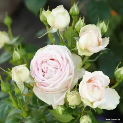 Rožė - Rosa MADAME ANISETTE ®